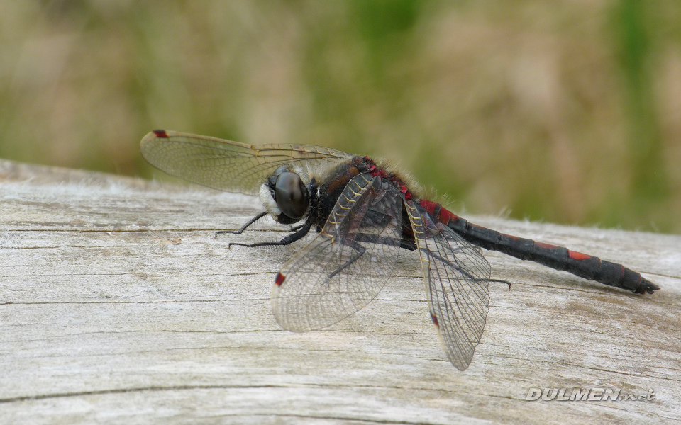 Ruby Whiteface (Male, Leucorrhinia rubicunda)